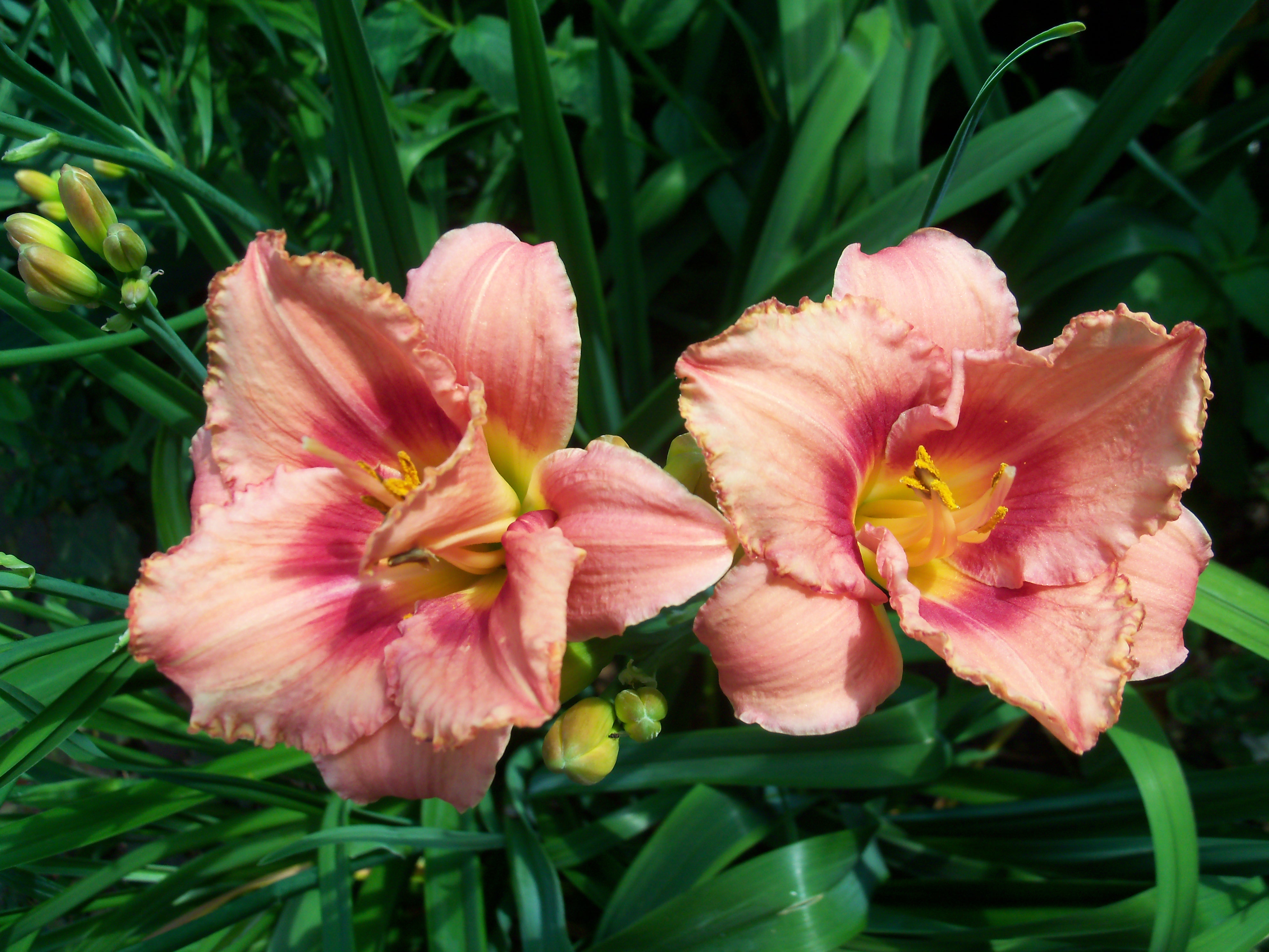 Hemerocallis 'Strawberry Fields Forever'